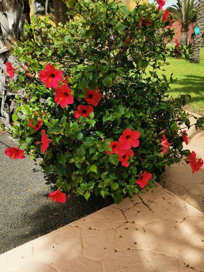 Appartamento Spagnolo Oasis Tamarindo Corralejo Zewnętrze zdjęcie